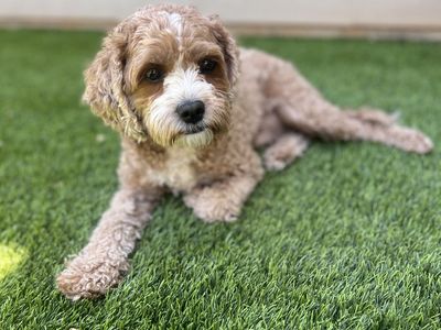 F1 Cavapoo Young Dog - 2 Years old - Puppy Trained!