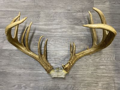 Huge Wild Kansas 191” Whitetail Sheds!