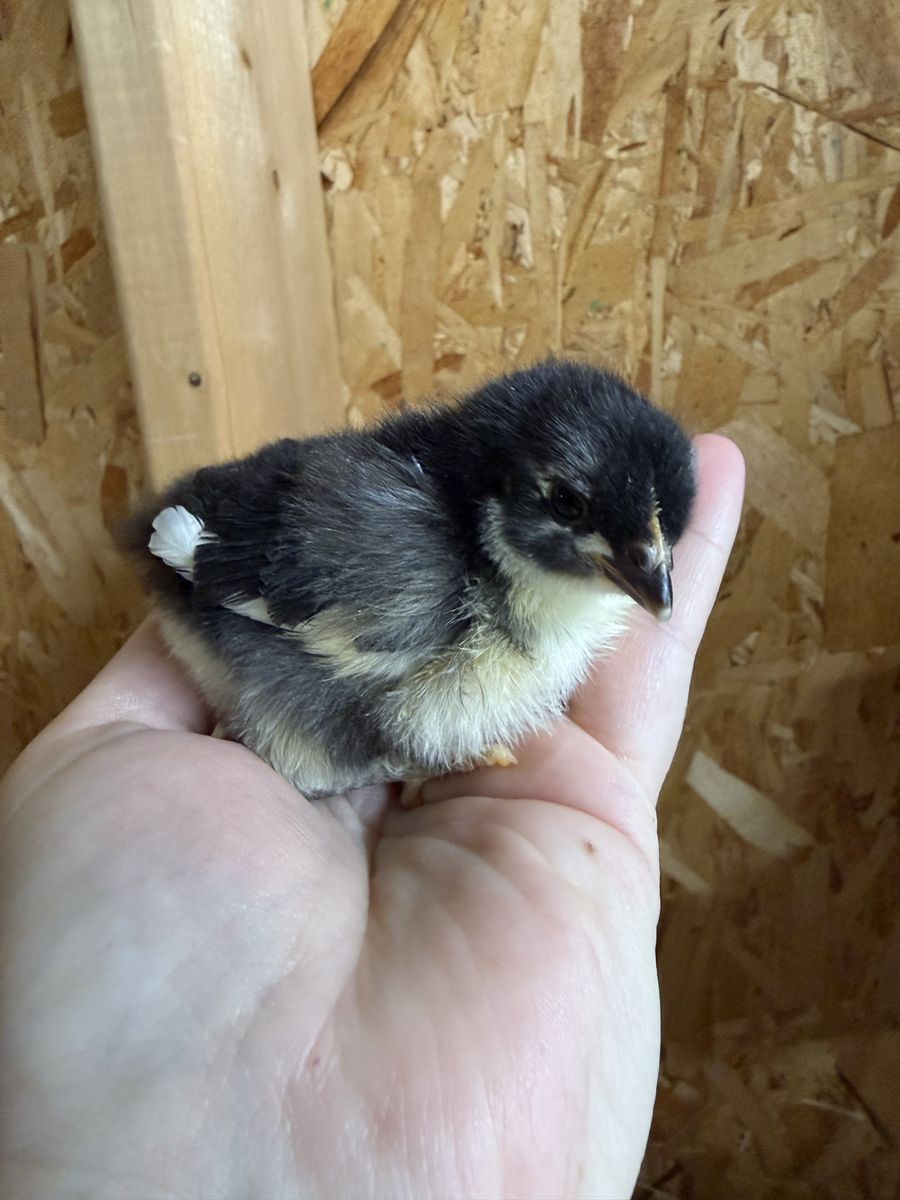 Black Copper Marans Chicks
