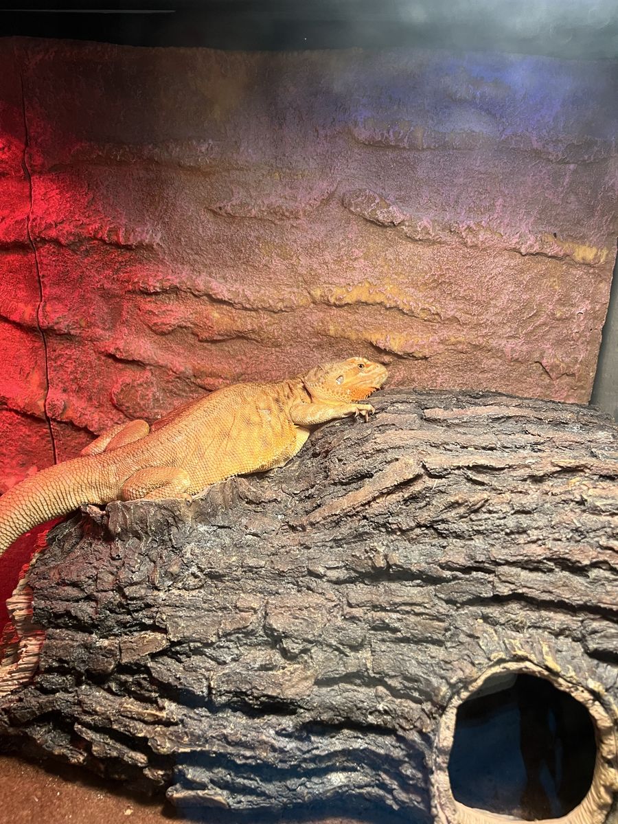 Huge Bearded Dragon