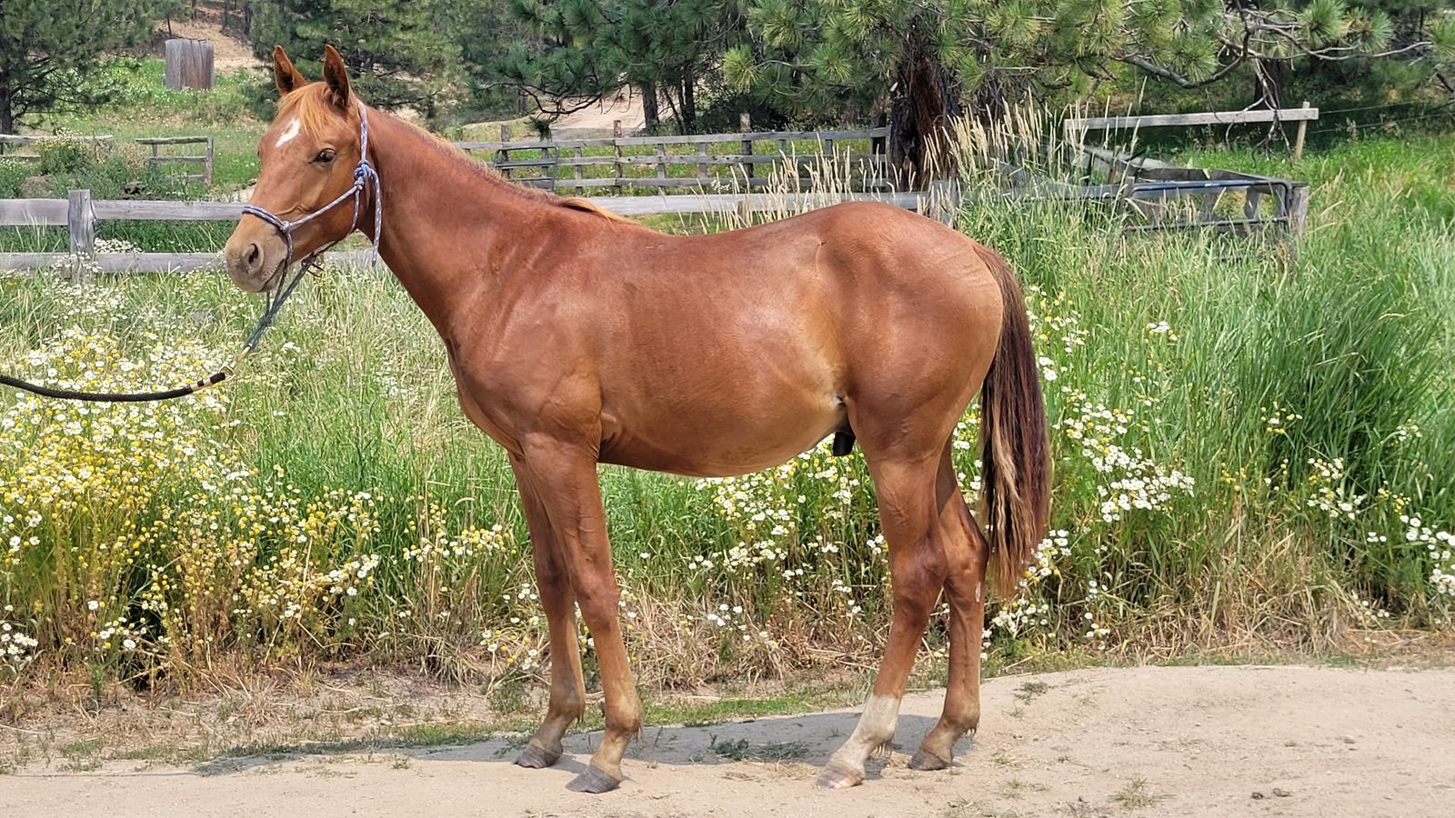 2025 Sorrel Colt (Kickapoo)