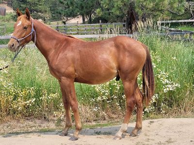 2025 Sorrel Colt (Kickapoo)