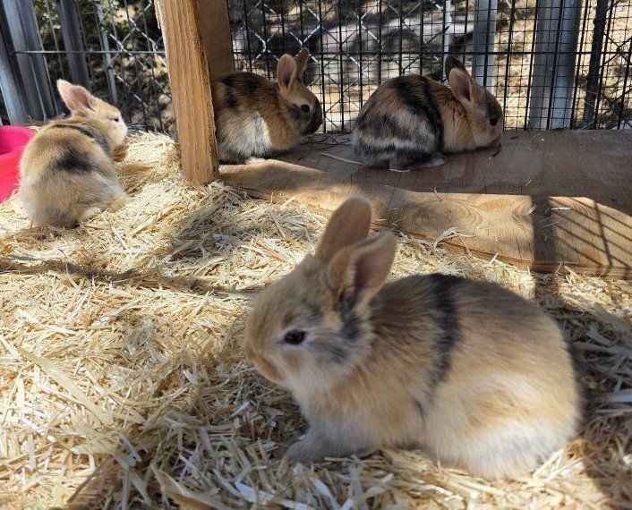 Male Harlequin Rabbit Kit