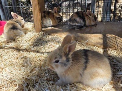 Male Harlequin Rabbit Kit