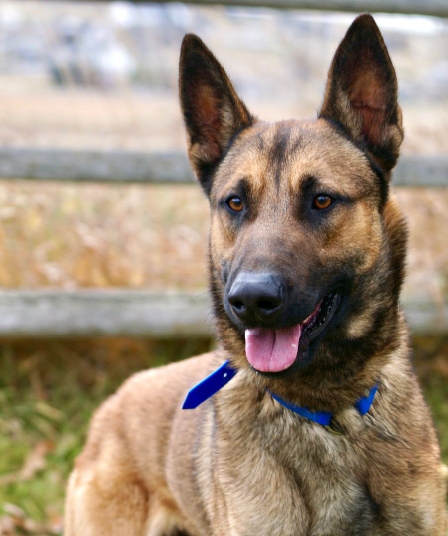 Aires Veterans this is your dog! Elevated K9 Working Dog Rescue