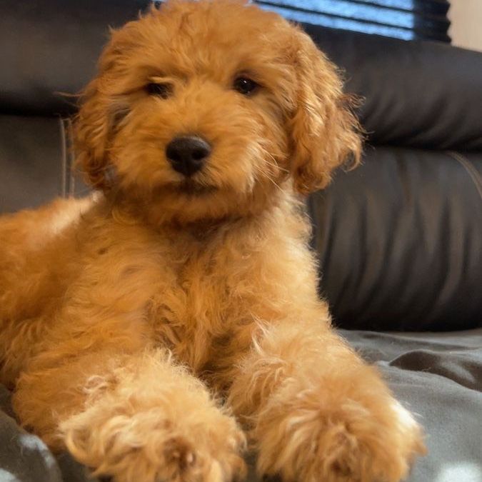 Multigenerational Mini Golden Doodle puppies