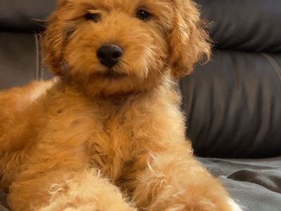 Multigenerational Mini Golden Doodle puppies