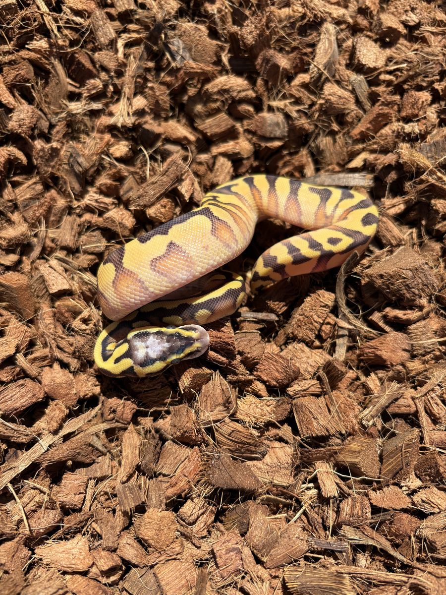 Pastel Enchi Yellow Belly Het Lav 50% Het Pied