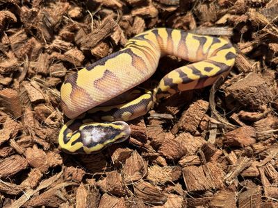 Pastel Enchi Yellow Belly Het Lav 50% Het Pied