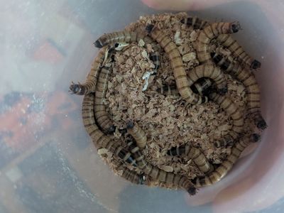 50 Superworms for $6