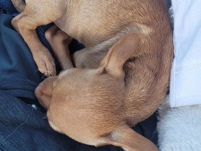 Teacup Chihuahua $750 OBO