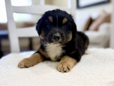 ASDR Mini Australian Shepherd Aussie Puppies