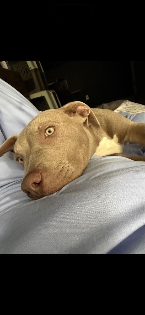 Lilac American Bully pup