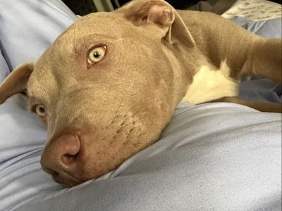 Lilac American Bully pup