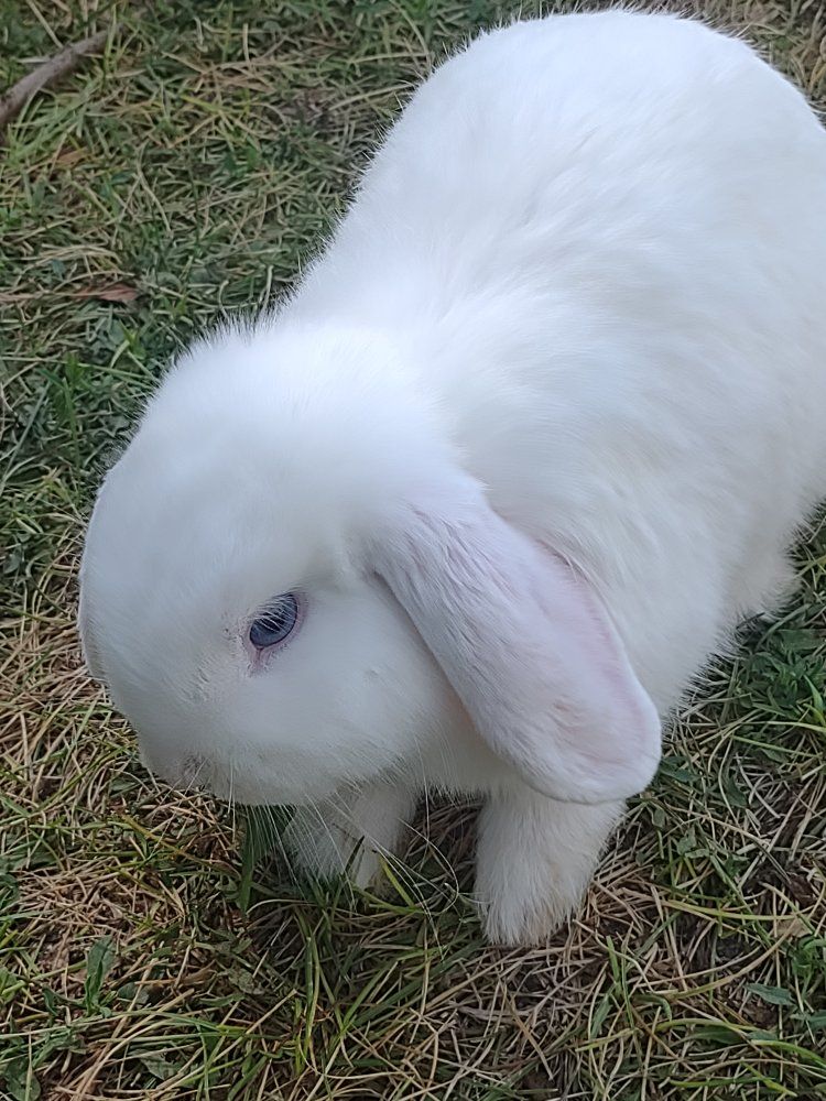 Young Male Holland Lop