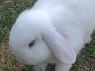 Young Male Holland Lop