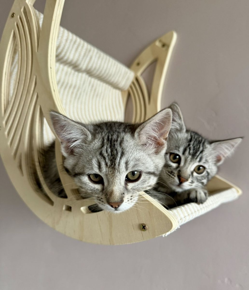 Siberian Bengal Kittens 