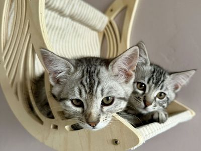 Siberian Bengal Kittens