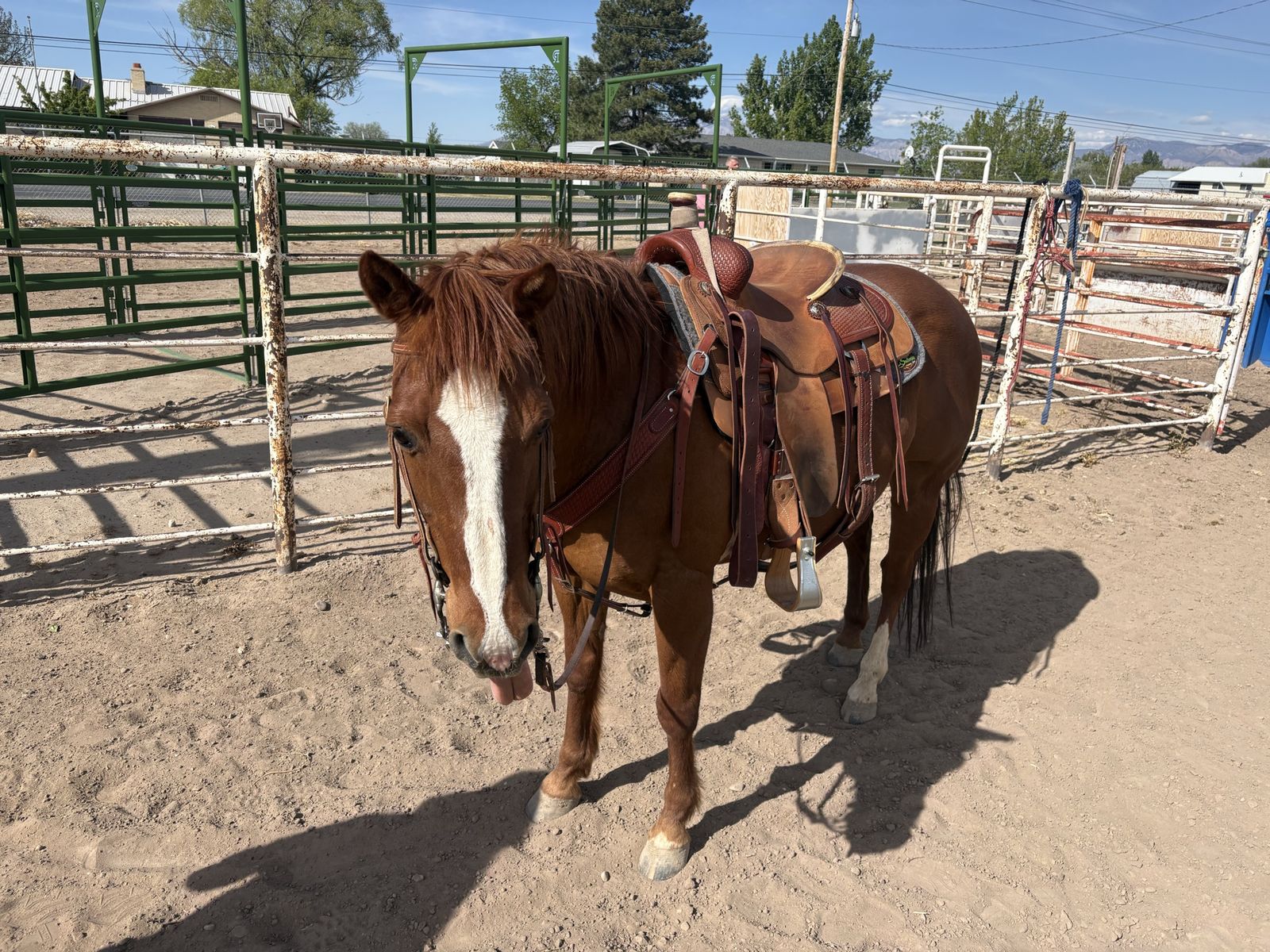18 yo gelding