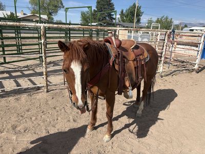 18 yo gelding