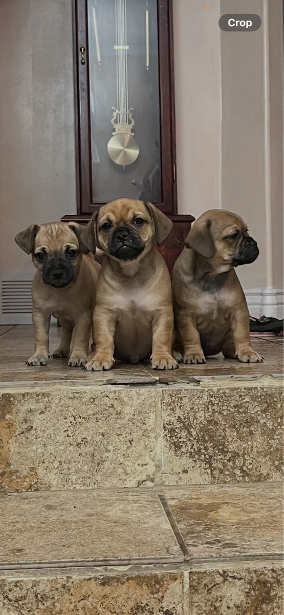 Chug Puppies