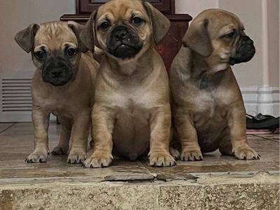 Chug Puppies