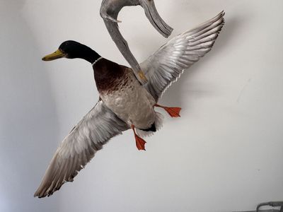 Taxidermy Mallard in Fight