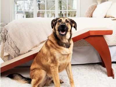 Dog ramp for bed