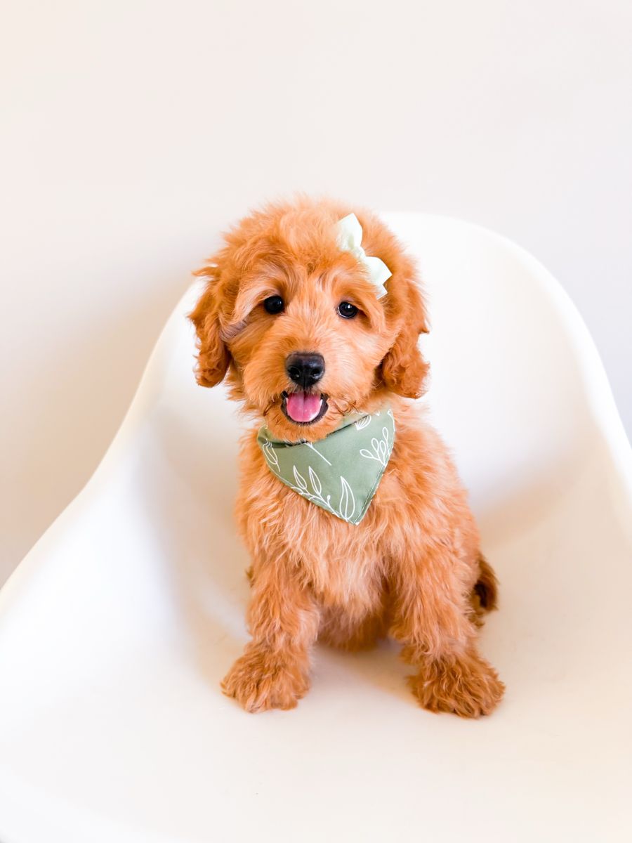 Therapy/ESA Potential - Calm Mini Goldendoodle Golden Doodle Girl, Trained, Ready Now