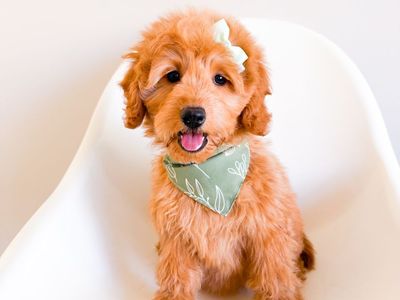 Therapy/ESA Potential - Calm Mini Goldendoodle Golden Doodle Girl, Trained, Ready Now