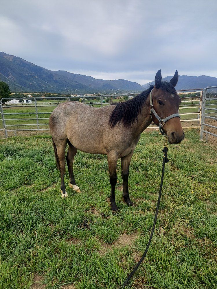 Metalic Malice yearling horse colt