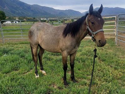 Metalic Malice yearling horse colt