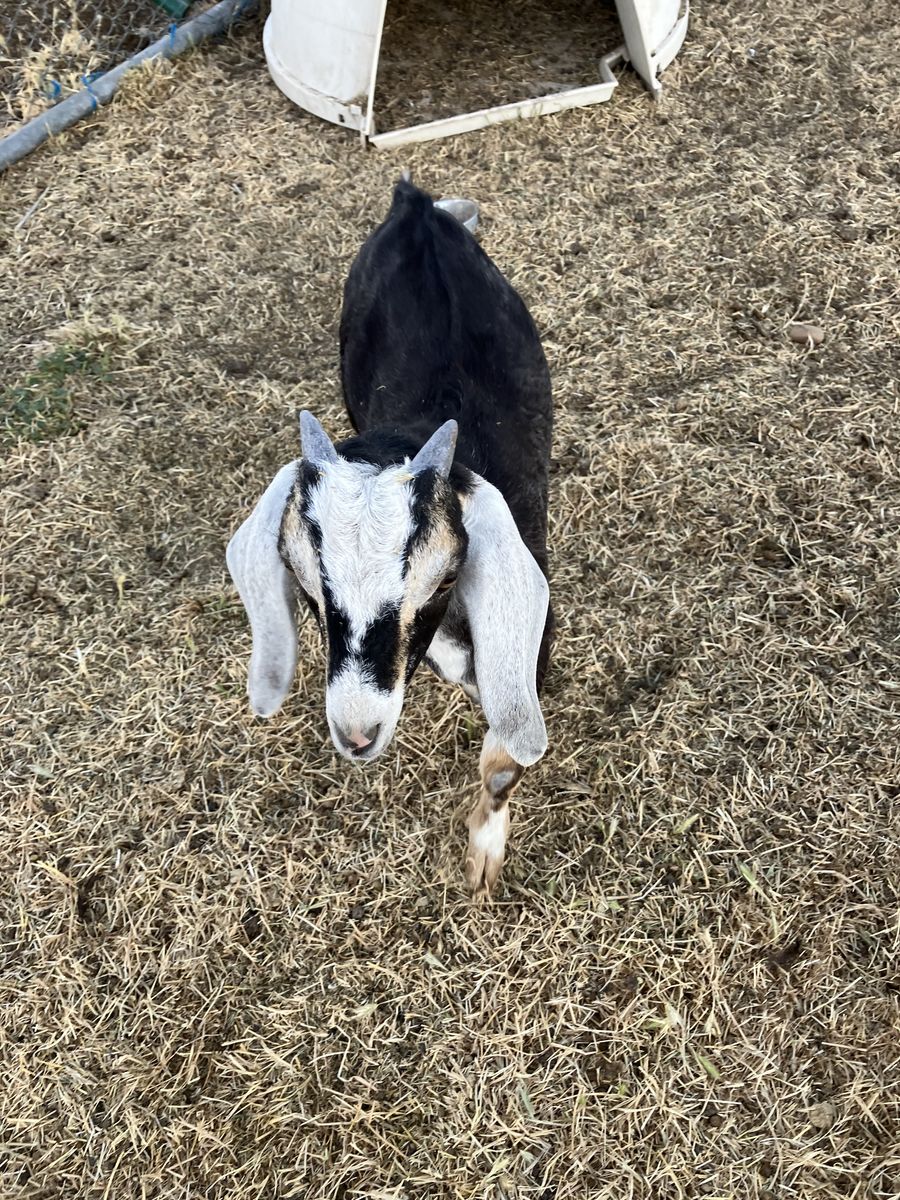 Purebred Nubian Buckling