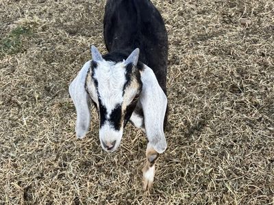 Purebred Nubian Buckling