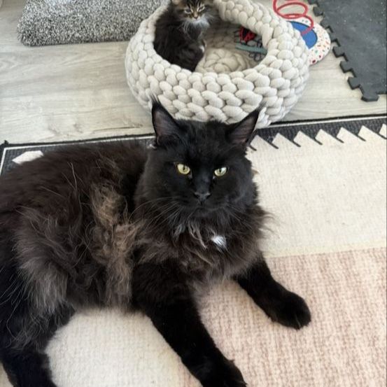 Maine Coon Male