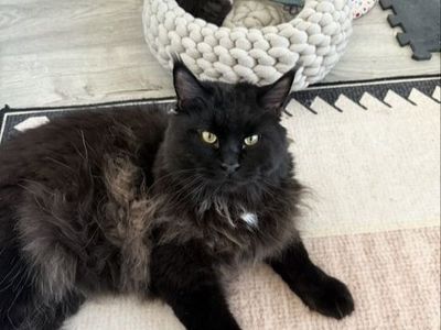 Maine Coon Male