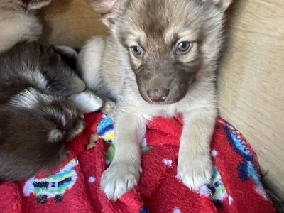 Pomsky Mix Puppy