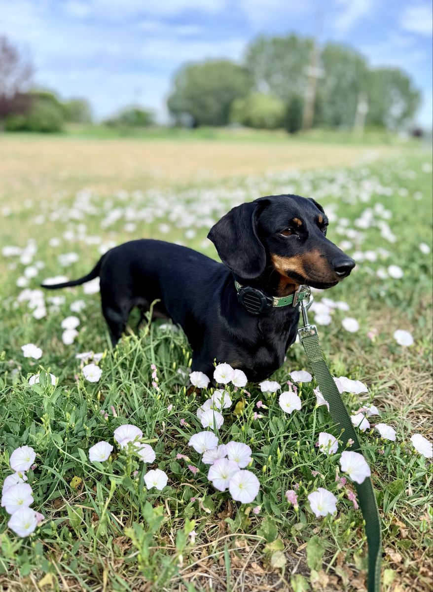 Mini Dachshund / Doxie – Amazing with Kids/Cats!