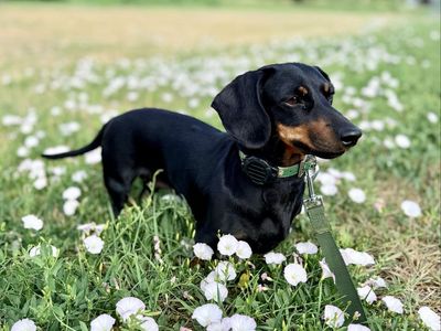 Mini Dachshund / Doxie – Amazing with Kids/Cats!