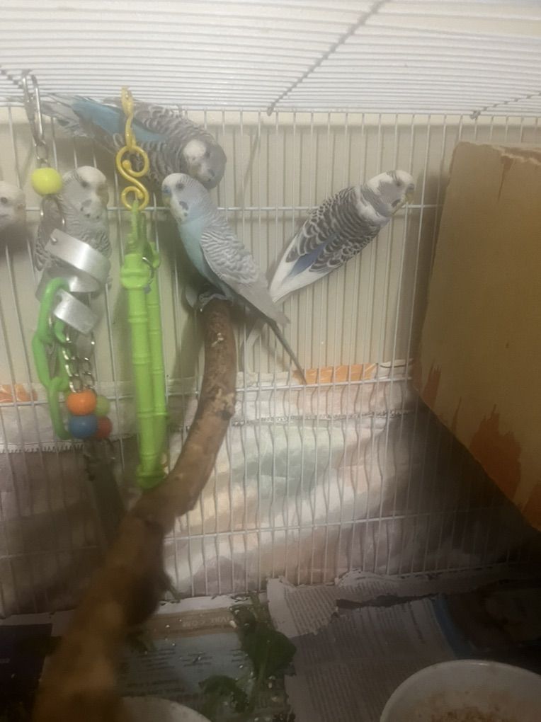 Bird