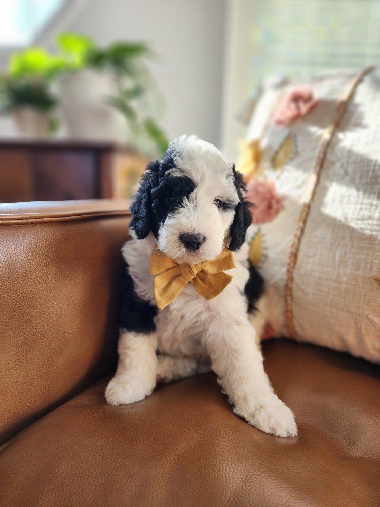 Micro Mini Sheepadoodle Puppies
