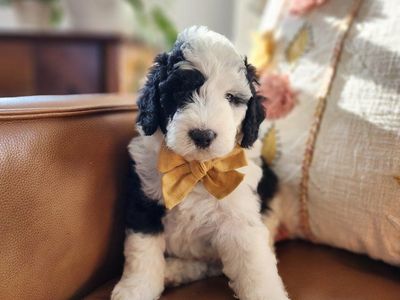 Micro Mini Sheepadoodle Puppies
