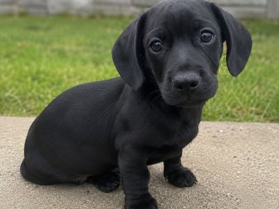 Dachshund puppy
