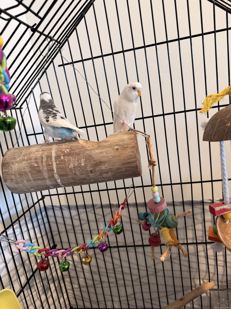 2 parakeets