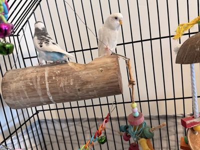 2 parakeets