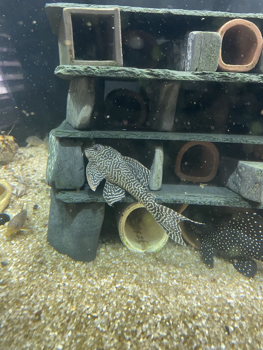 L333 King Tiger Pleco’s