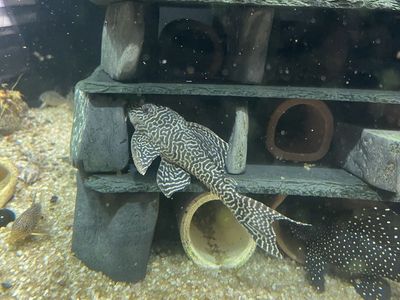 L333 King Tiger Pleco’s