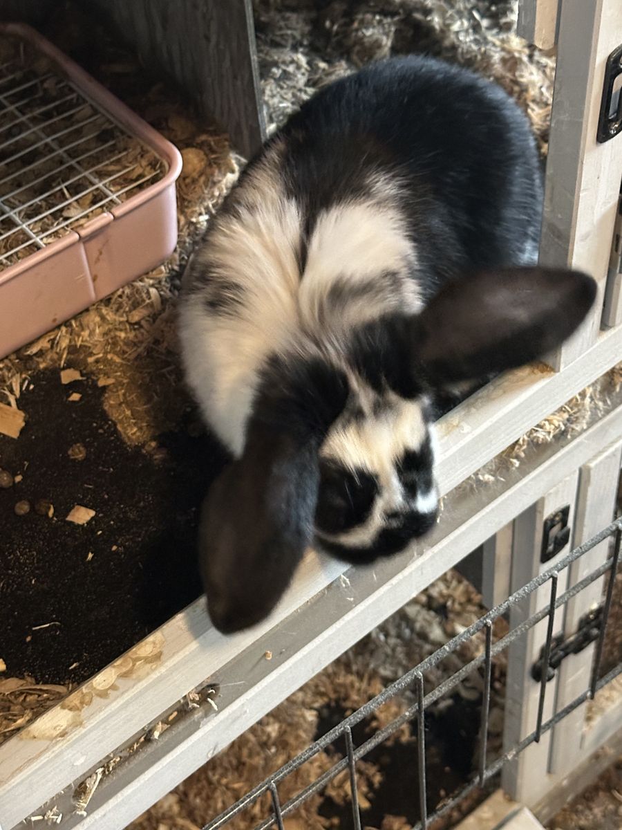 rabbits And Accessories