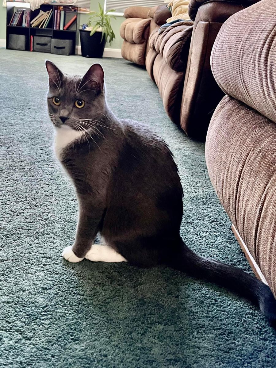 Beautiful gray tuxedo cat - free to good home