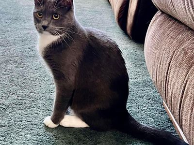 Beautiful gray tuxedo cat - free to good home